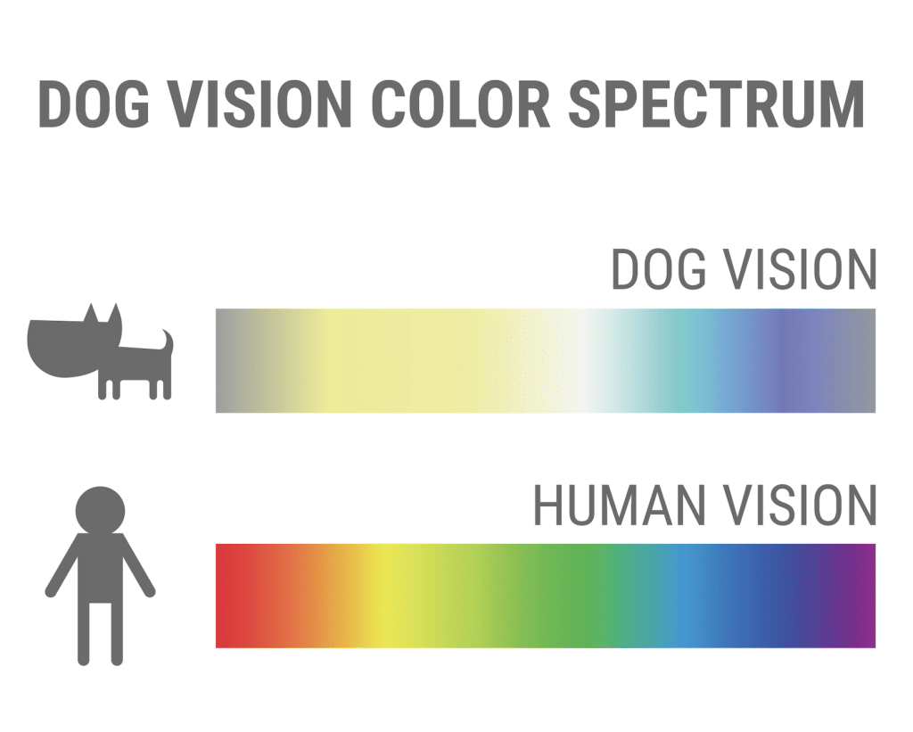 Can Dogs See Color